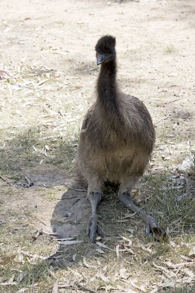 The emu is sitting down — Stock Photo, Image