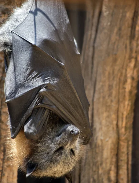 Frukt bat hänger uppochner — Stockfoto