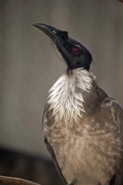 Αυτή είναι μια στενή επάνω του ένα θορυβώδες friar πουλί — Φωτογραφία Αρχείου
