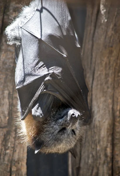 O morcego da fruta está pendurado de cabeça para baixo — Fotografia de Stock