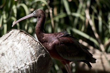 Bu parlak bir Ibis yan görülmektedir
