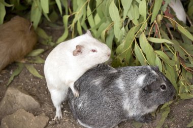 the albino guinea pig is making love to the grey guinea pig