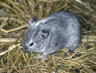 this is a grey and white guinea pig