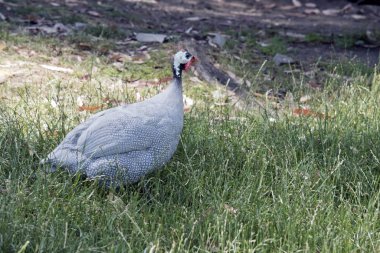 this is a side view of a helmeted Guinea fowl