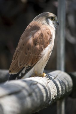 this is a side view of a nankeen kestral