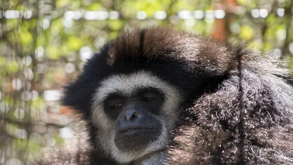 Der weißhändige Gibbon ruht — Stockfoto