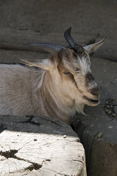 This is a young goat with short horns — стоковое фото