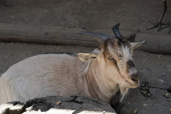 This is a young goat with short horns — стоковое фото