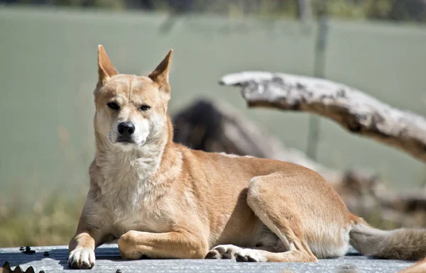 Le dingo doré repose sur une clôture en fer — Photo