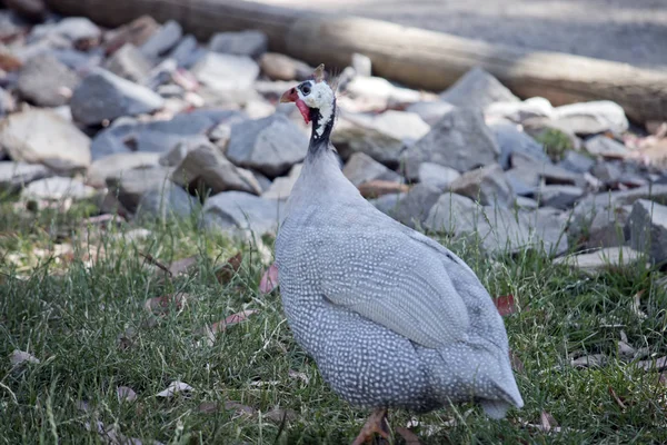 This is a side view of a helmeted Guinea fowl — Stok fotoğraf