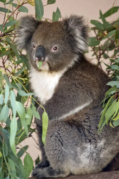 The koala is enjoying eating gum leaves — 图库照片