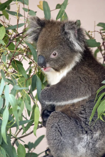 Dies ist eine Seitenansicht eines Koalas — Stockfoto