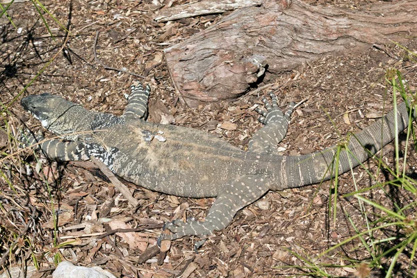 The lace lizard is resting — Stok fotoğraf