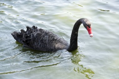 Siyah kuğu gölde yüzüyor.