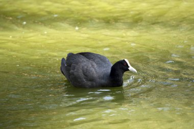 Bu bir yaban ördeğinin yan görüntüsü.