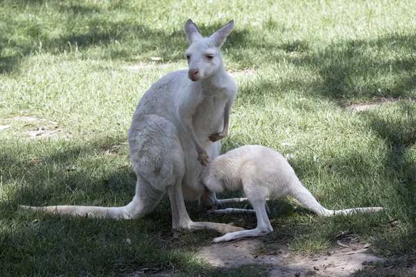 The albino western grey kangaroo is feeding her joey from her po — 图库照片
