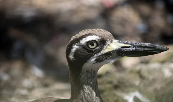 Dies ist eine Nahaufnahme eines Strandsteinbrachvogels — Stockfoto