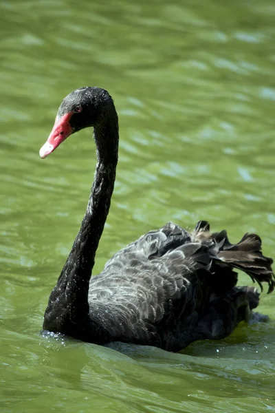Černá labuť plave v jezeře — Stock fotografie