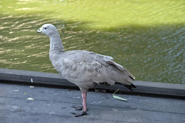 This is a side view of a Cape Barren goose — Stock Photo, Image