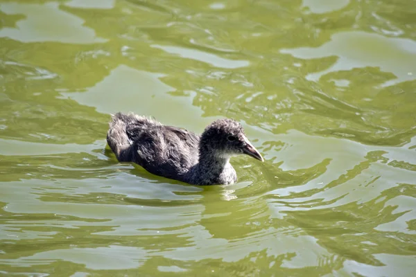 This is a Eurasian coot chick — Stock Photo, Image
