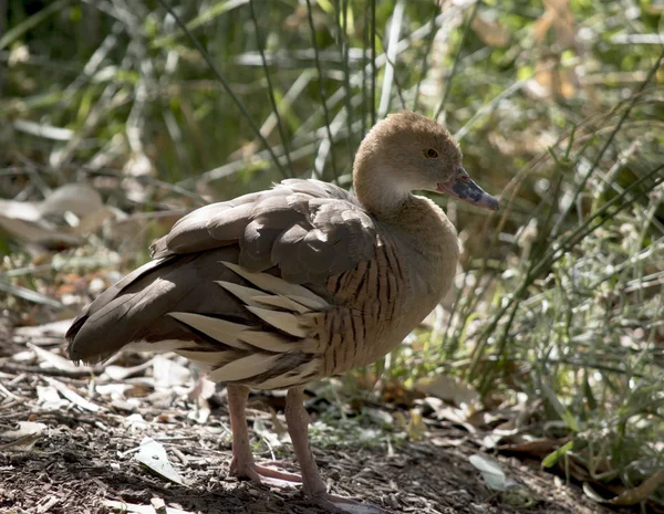 Esta é uma vista lateral de um pato assobiando — Fotografia de Stock