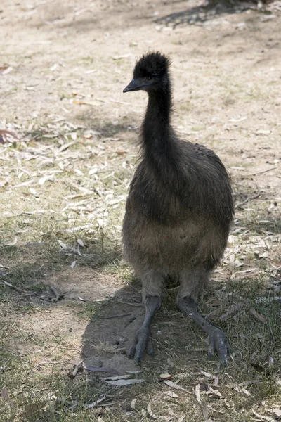 This is a young Australian emu sitting on grass — 스톡 사진