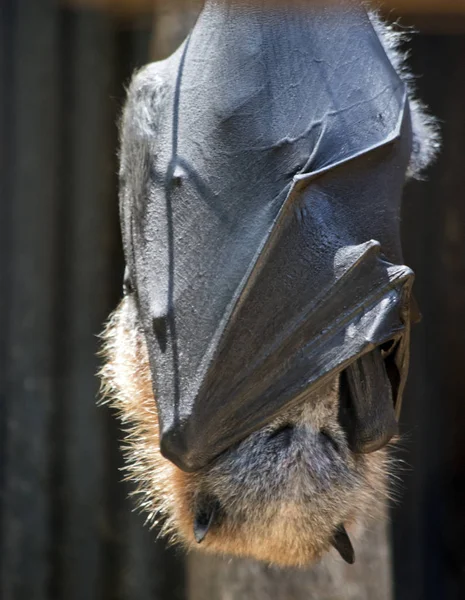 El murciélago de la fruta cuelga boca abajo —  Fotos de Stock