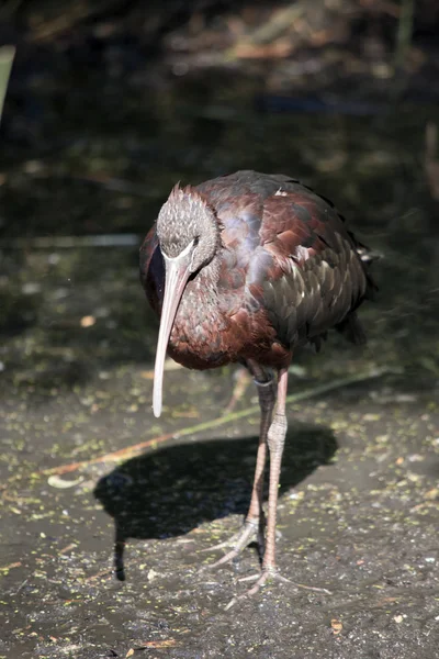 The glossy ibis is a colorful bird — Stock Photo, Image