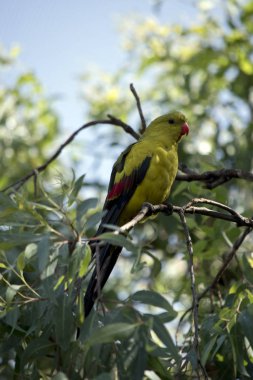 Bu bir naip papağan bir yan görünümüdür