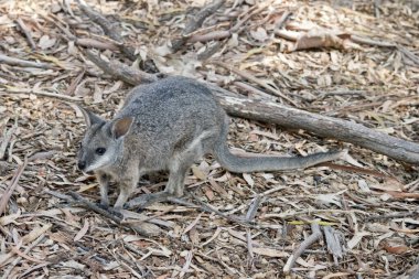 Bu bir tammar kanguru yan görünümüdür