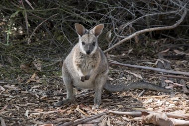 Küçük Tammar valabisi bir açıklıkta.