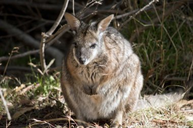 Tammar valabi arka ayakları üzerinde duruyor.