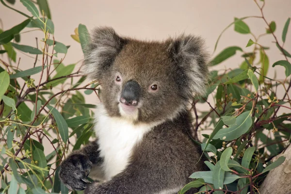 C'est un gros plan d'un Koala — Photo