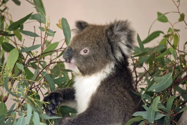 Tohle je zblízka Koala. — Stock fotografie