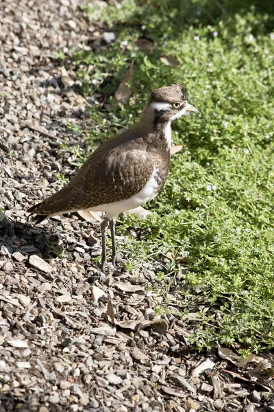 This is a side view of a young banded lapwing — Stock Photo, Image