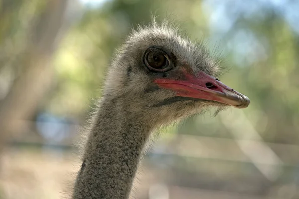 This is a close up of an ostrich — Stock Photo, Image