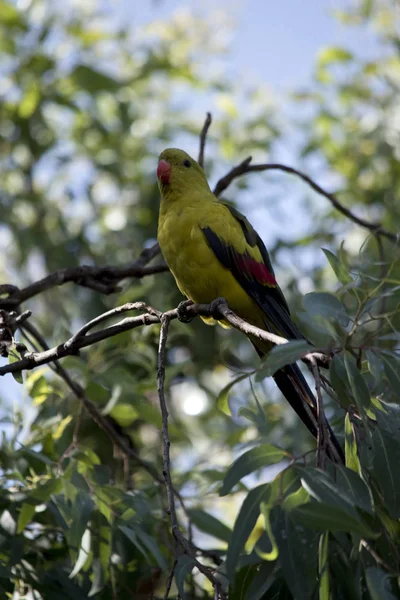 O papagaio regente está empoleirado em uma árvore — Fotografia de Stock