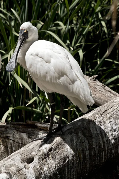 The royal spoonbill is perched on a log — Stock Photo, Image