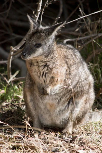 Tammar wallaby stojí na zadních nohách — Stock fotografie