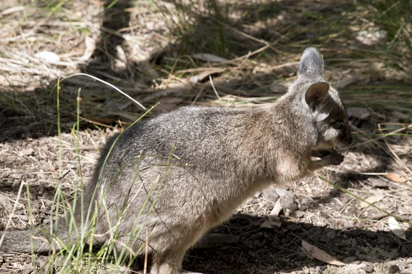 Ez egy Erzsebet wallaby oldalnézetből — Stock Fotó