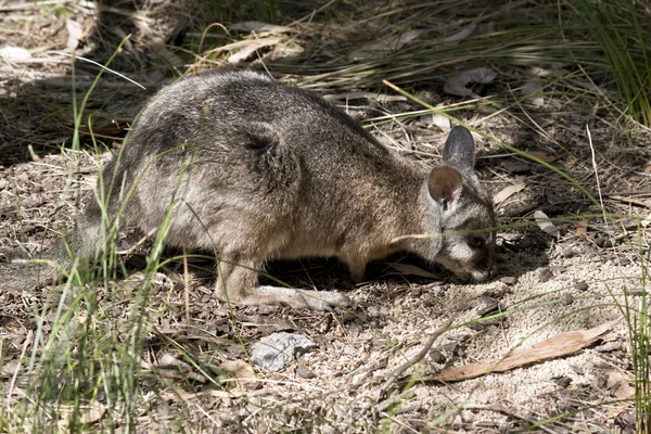 Esta es una vista lateral de un tammar wallaby — Foto de Stock
