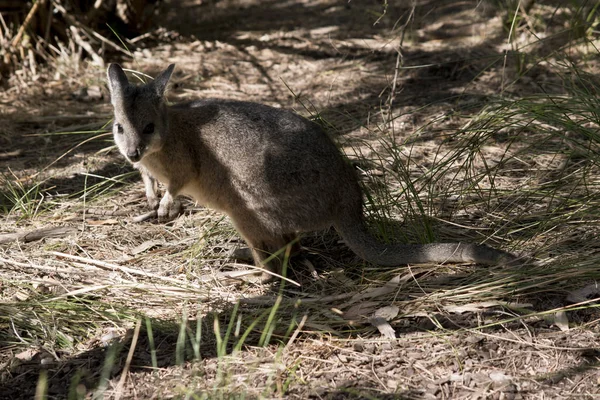 O tammar wallaby está alerta para o perigo e pronto para saltar para longe — Fotografia de Stock