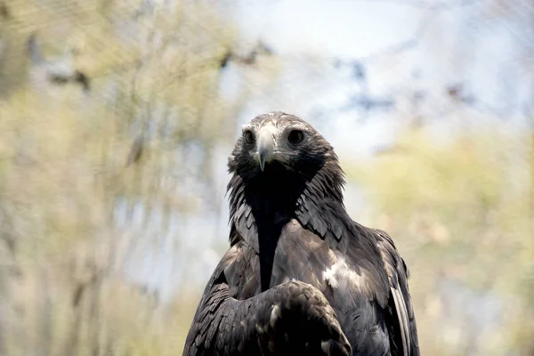 Este é um close-up de uma águia cauda cunha — Fotografia de Stock