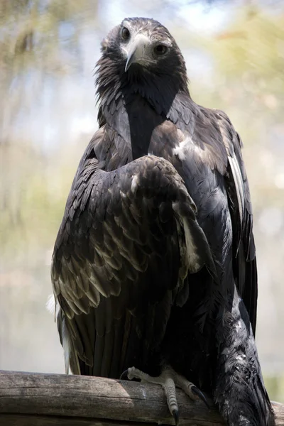 To je zblízka orla zadní klín — Stock fotografie