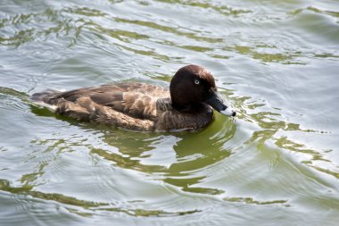 Bu beyaz gözlü bir ördeğin yan görüntüsü.