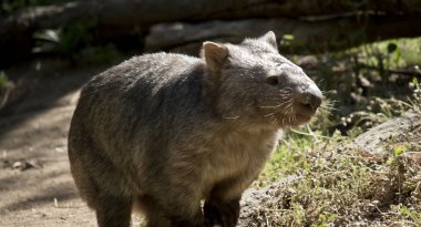 Bu bir comon wombat 'ın yakın çekimi