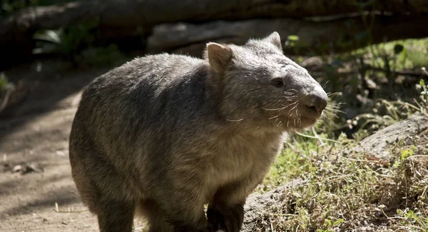 Este es un primer plano de un wombat comon — Foto de Stock