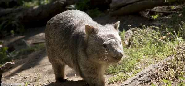 The wombat is out og his warren and in the sun — стоковое фото