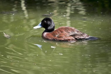 Mavi gagalı ördek gölde yüzüyor.