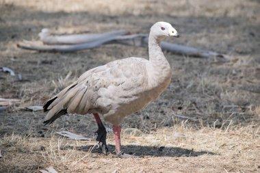Kır Kaz Burnu bir tarlada yürüyor